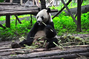 A panda at the Chengdu Panda Base